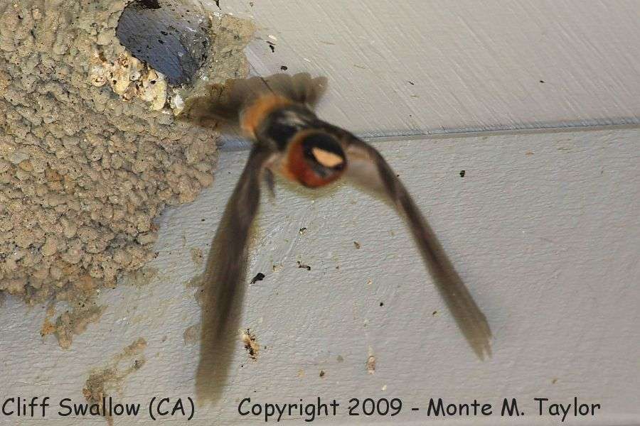 Cliff Swallow -spring- (California)