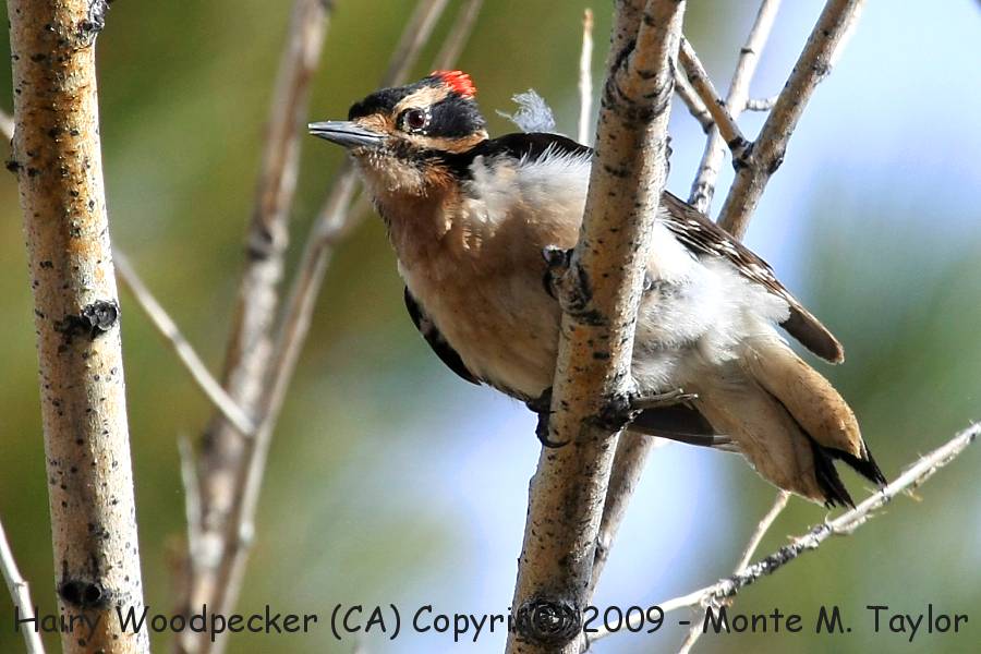 Hairy Woodpecker -spring male- (California)