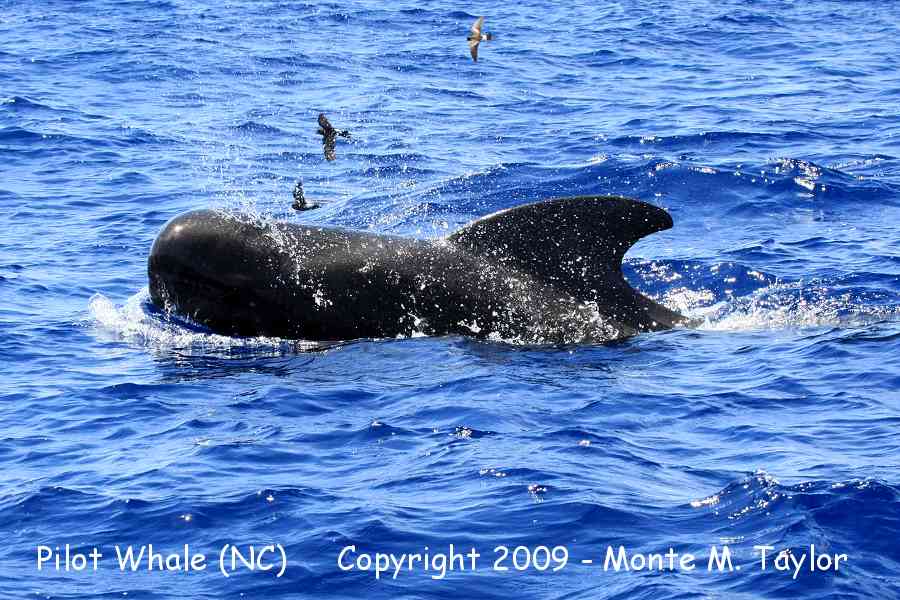 Pilot Whale (short-finned) - Hatteras Pelagic, North Carolina)
