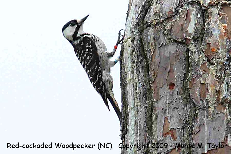 Red-cockaded Woodpecker -spring female- (North Carolina)