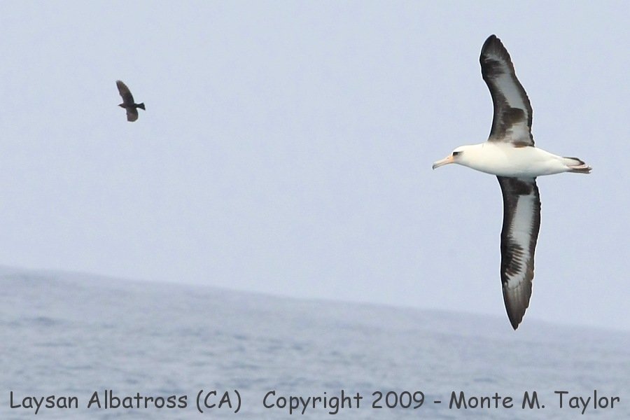Laysan Albatross chasing pelagic Brown-headed Cowbird (California)