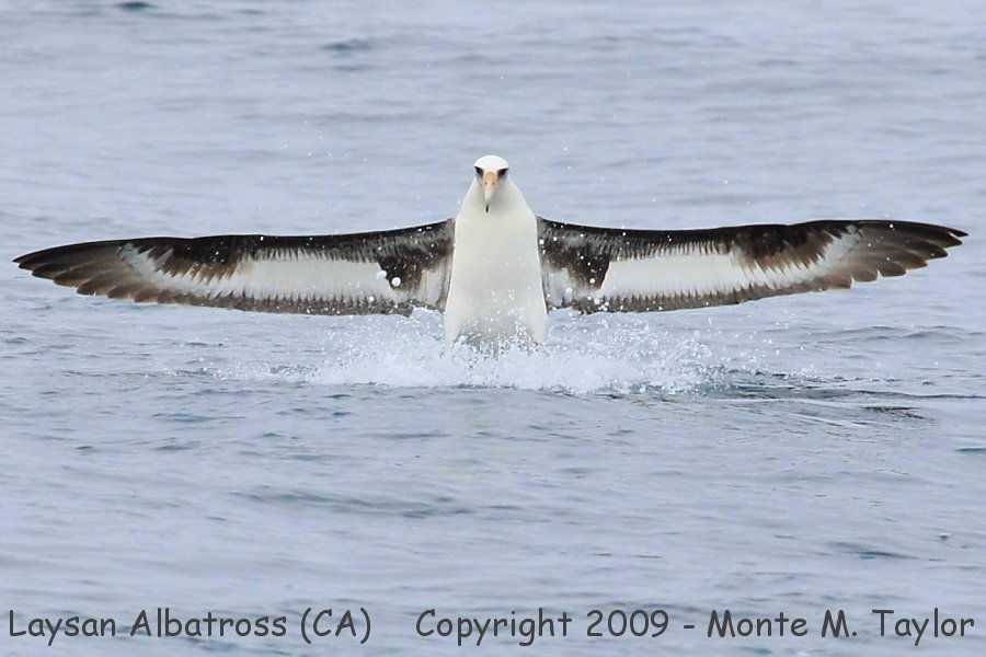Laysan Albatross -landing ventral / spring- (California)