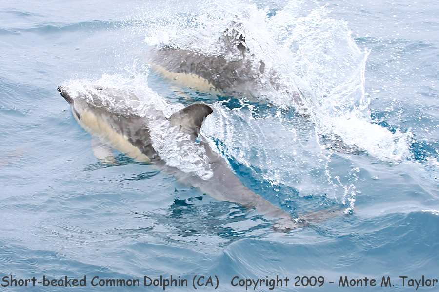 Short-beaked Common Dolphin -spring- (California)