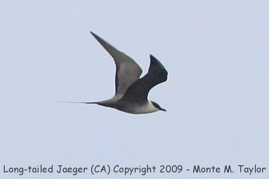 Long-tailed Jaeger -spring- (California)