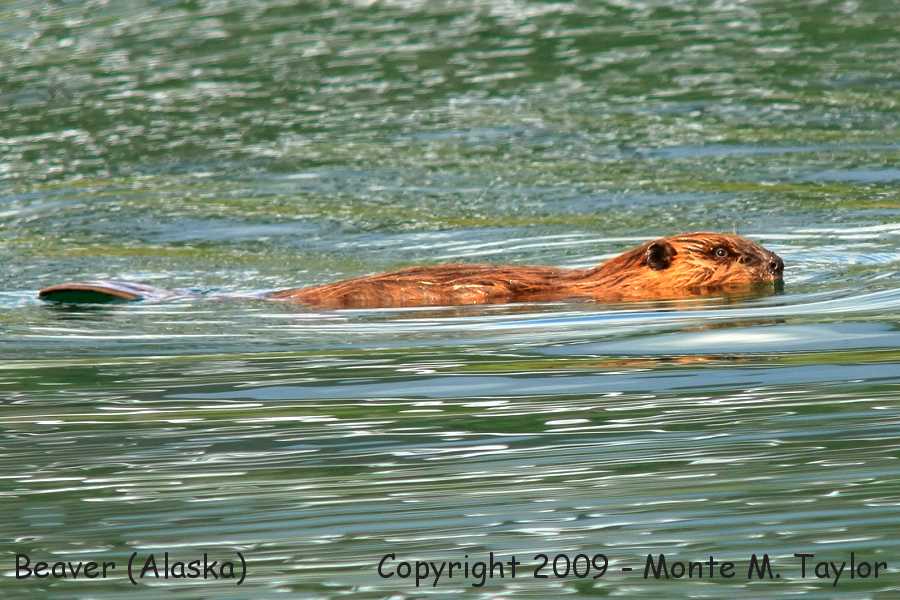 American Beaver -spring- (Nome, Alaska)