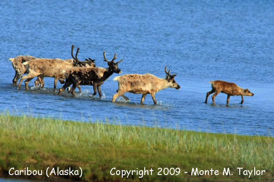 Caribou -herd in spring- (Nome, Alaska)