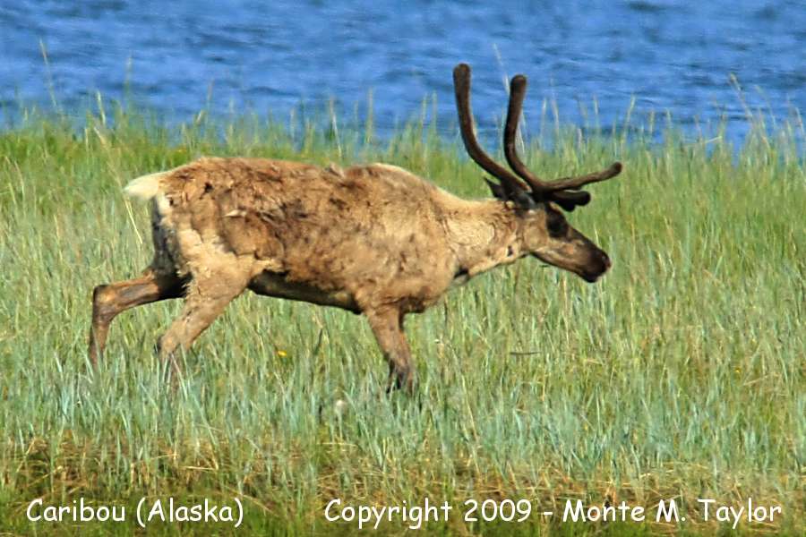 Caribou -spring- (Nome, Alaska)