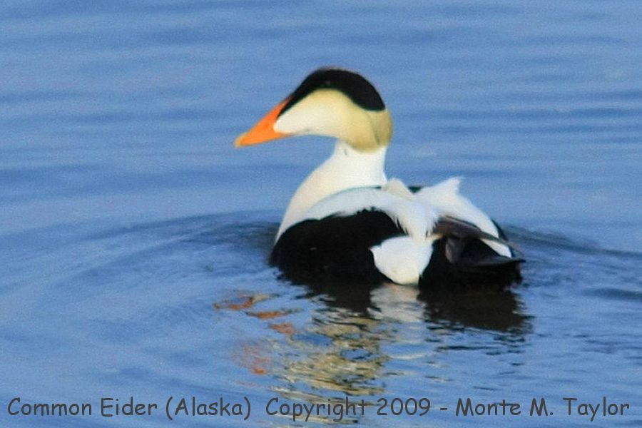 Common Eider -spring male / v-nigra- (Nome, Alaska)
