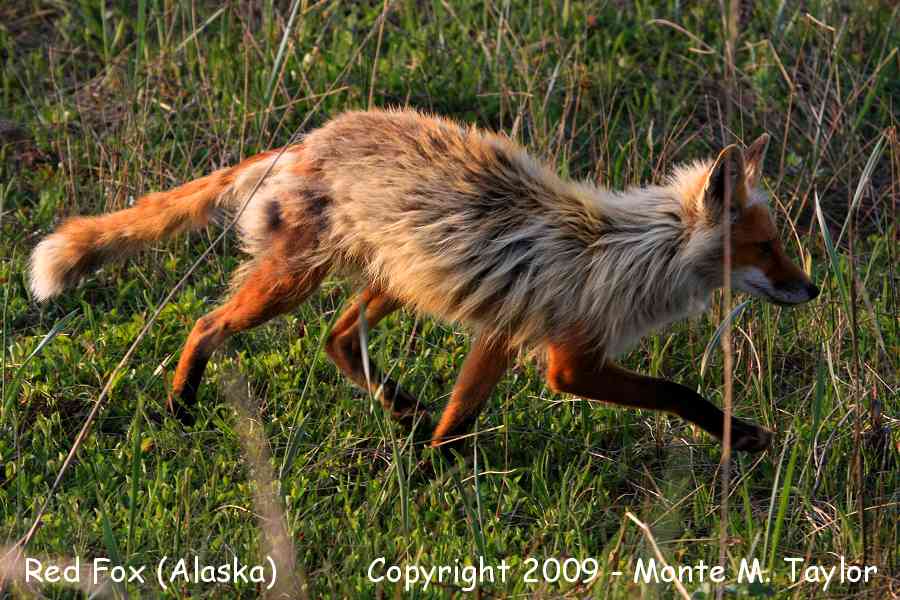 Red Fox -spring- (Nome, Alaska)