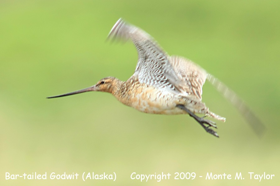 Bar-tailed Godwit -spring female- (Nome, Alaska)