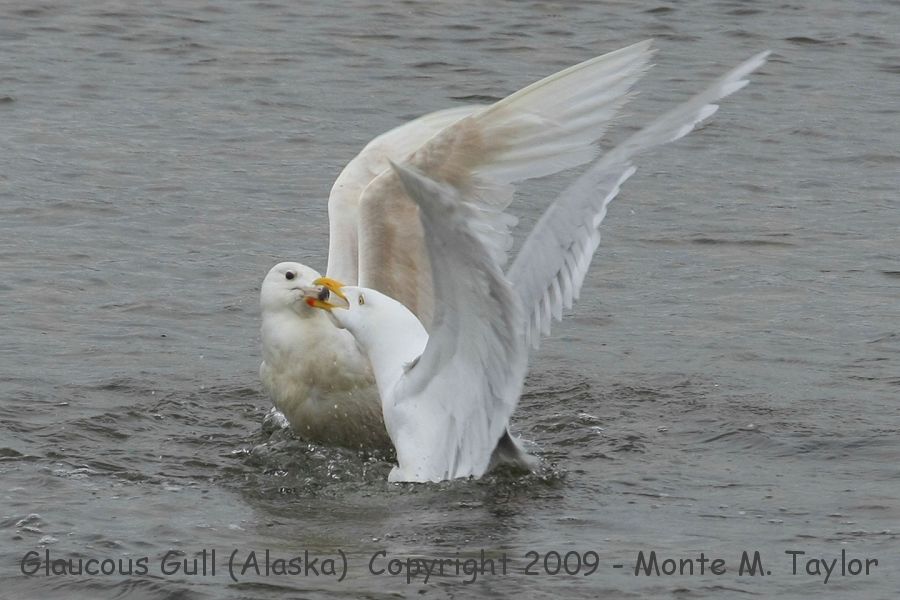 Glaucous Gull -spring adult w/ 1st cycle- (Nome, Alaska)