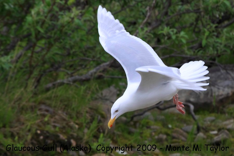 Glaucous Gull -spring adult- (Nome, Alaska)