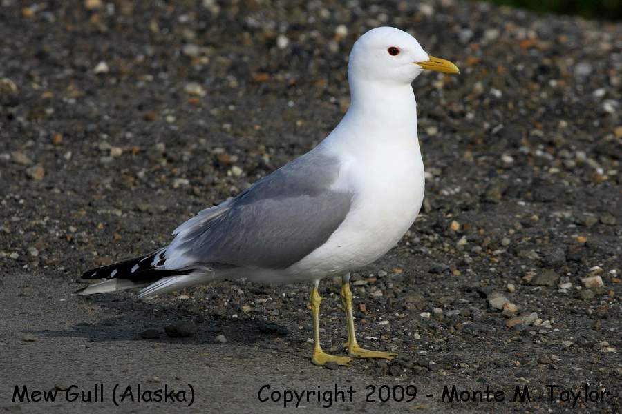 Mew Gull -spring adult- (Nome, Alaska)