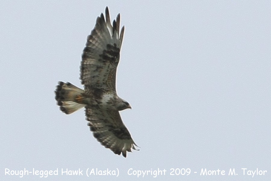 Rough-legged Hawk -spring- (Nome, Alaska)