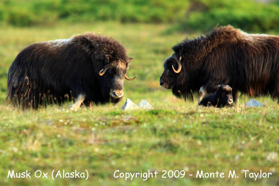Musk Ox -spring- (Nome, Alaska)