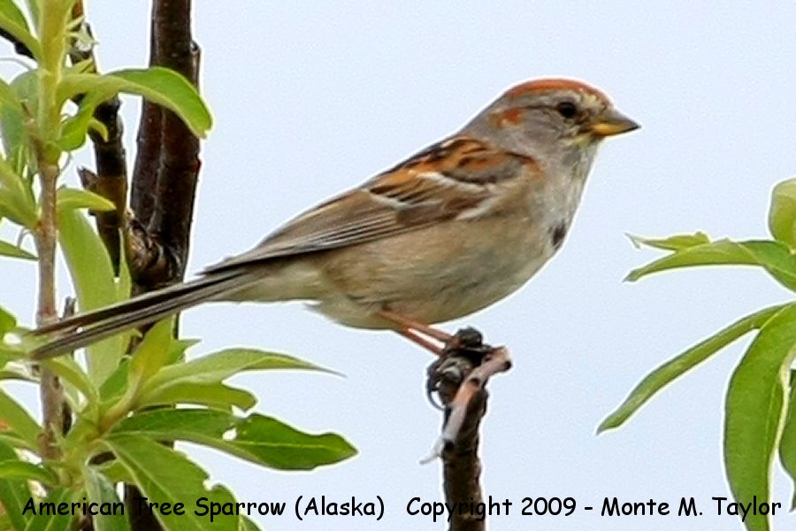 American Tree Sparrow -spring adult- (Nome, Alaska)