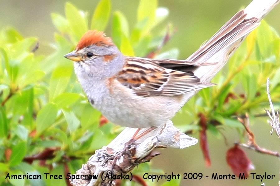 American Tree Sparrow -spring juvenile- (Nome, Alaska)
