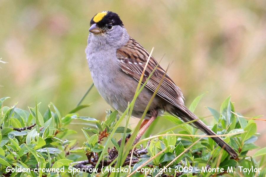 Golden-crowned Sparrow -spring- (Nome, Alaska)