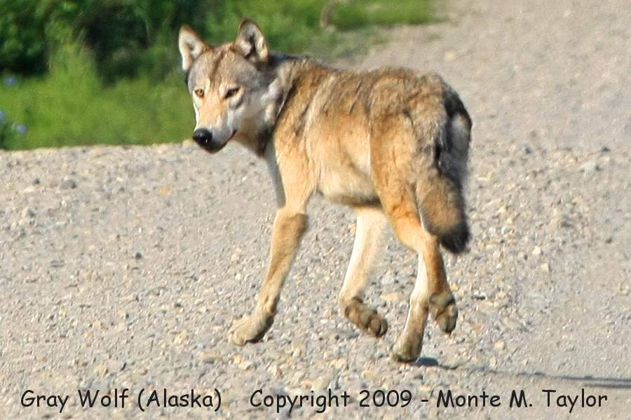 Gray Wolf (Kougarok Road MP 46, Nome, Alaska)