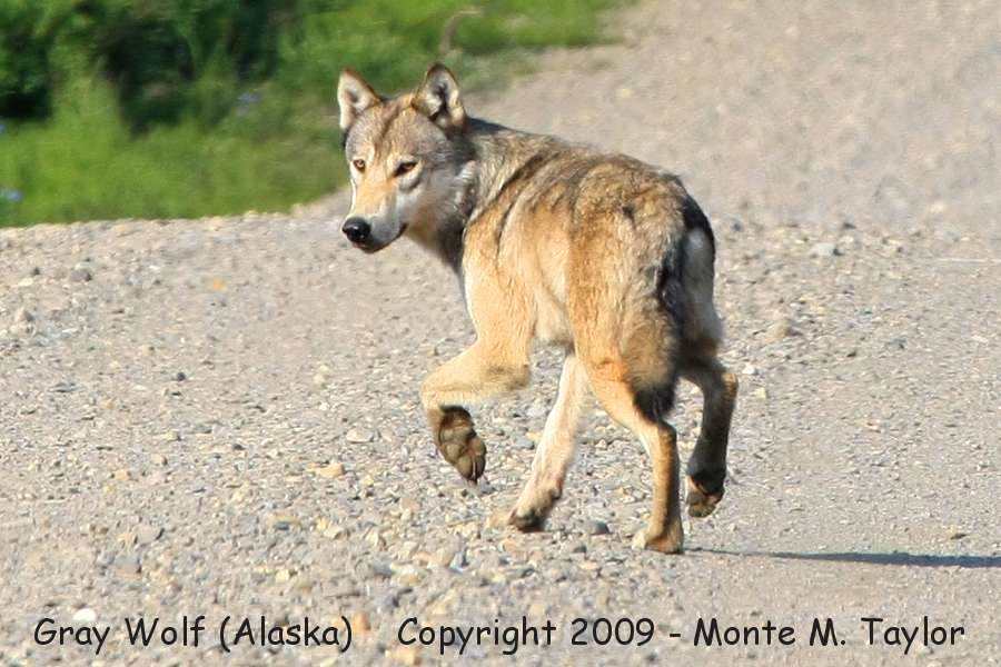 Gray Wolf (Kougarok Road MP 46, Nome, Alaska)