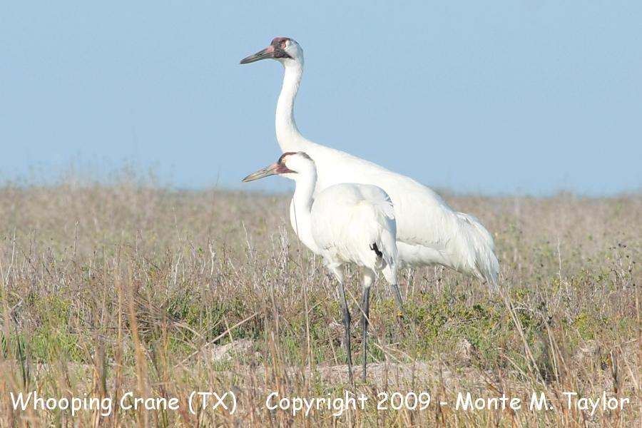 Whooping Crane -winter adult- (Texas)