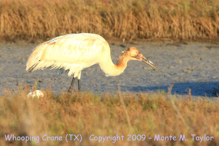 Whooping Crane -winter immature- (Texas)