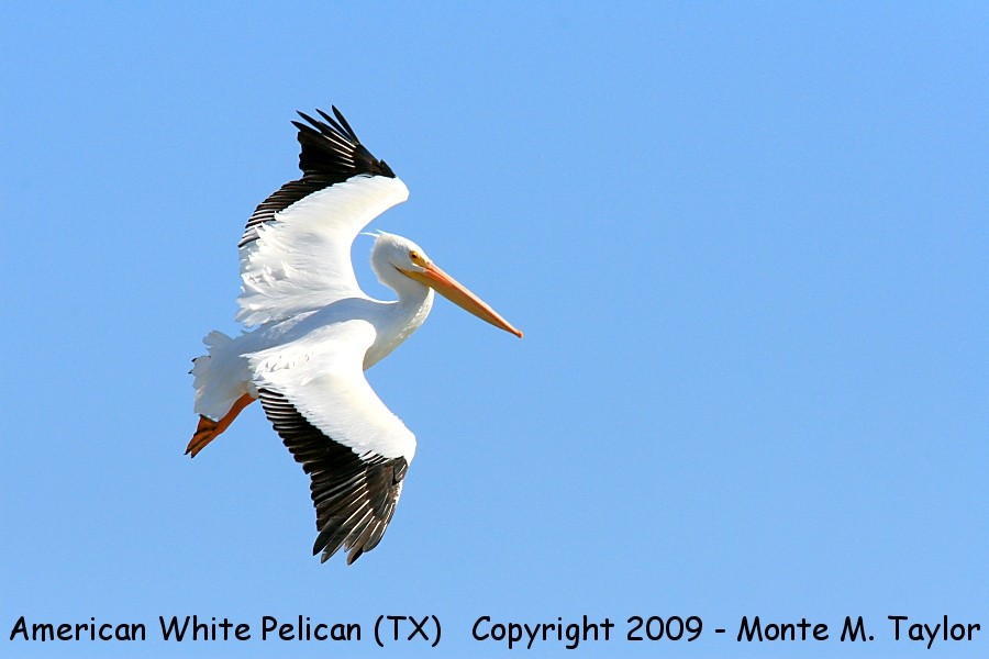 American White Pelican -witner- (Texas)