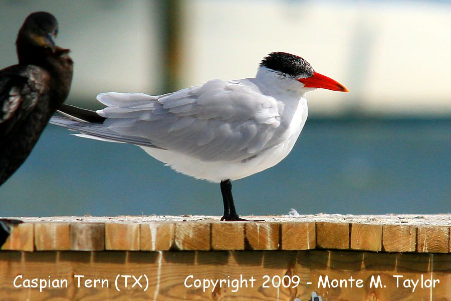 Caspian Tern -winter- (Texas)