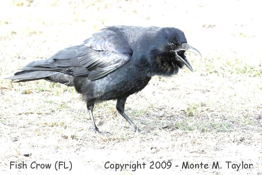 Fish Crow -winter- (Merritt Island NWR, Florida)