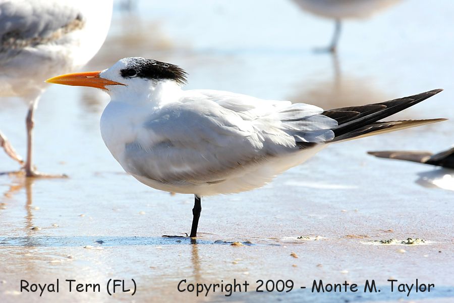 Royal Tern -winter- (Florida)