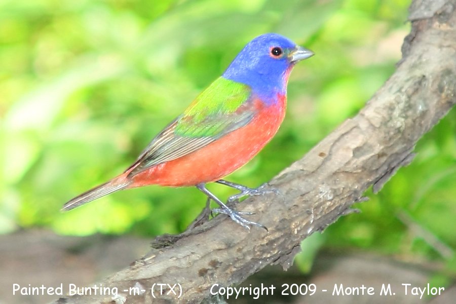 Painted Bunting -spring male- (Texas)