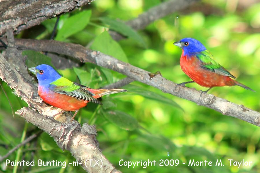 Painted Bunting -spring males- (Texas)