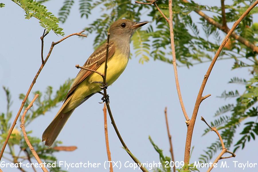 Great-crested Flycatcher -spring- (Texas)