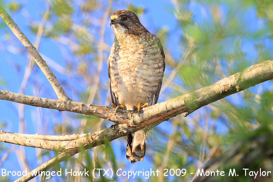 Broad-winged Hawk-spring- (Texas)