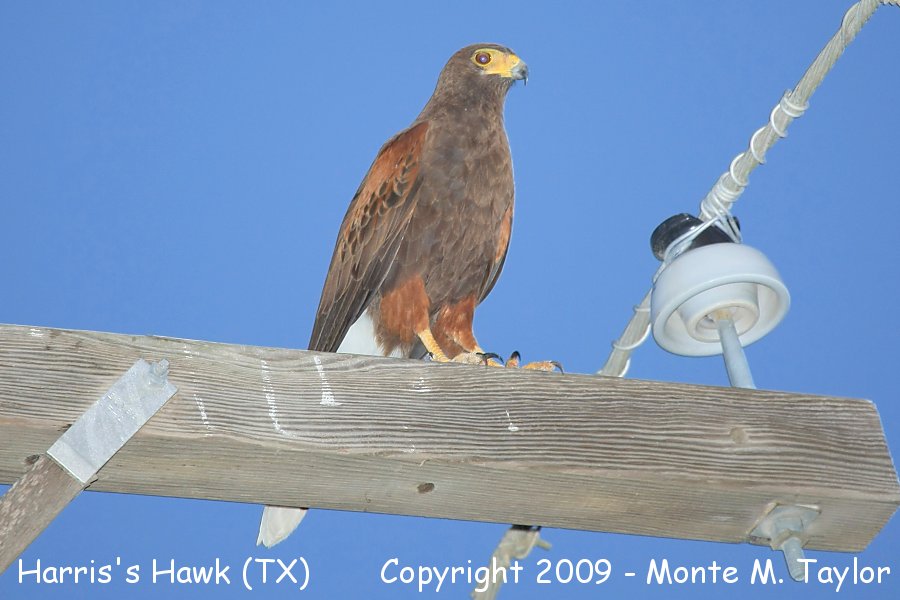 Harris's Hawk -spring- (Texas)