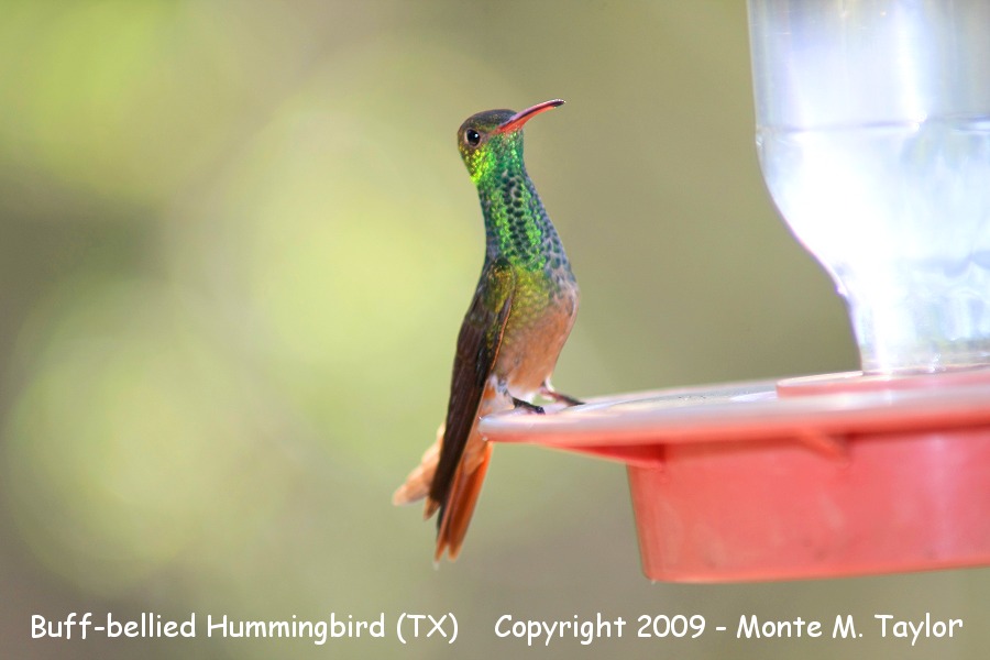 Buff-bellied Hummingbird -spring- (Texas)