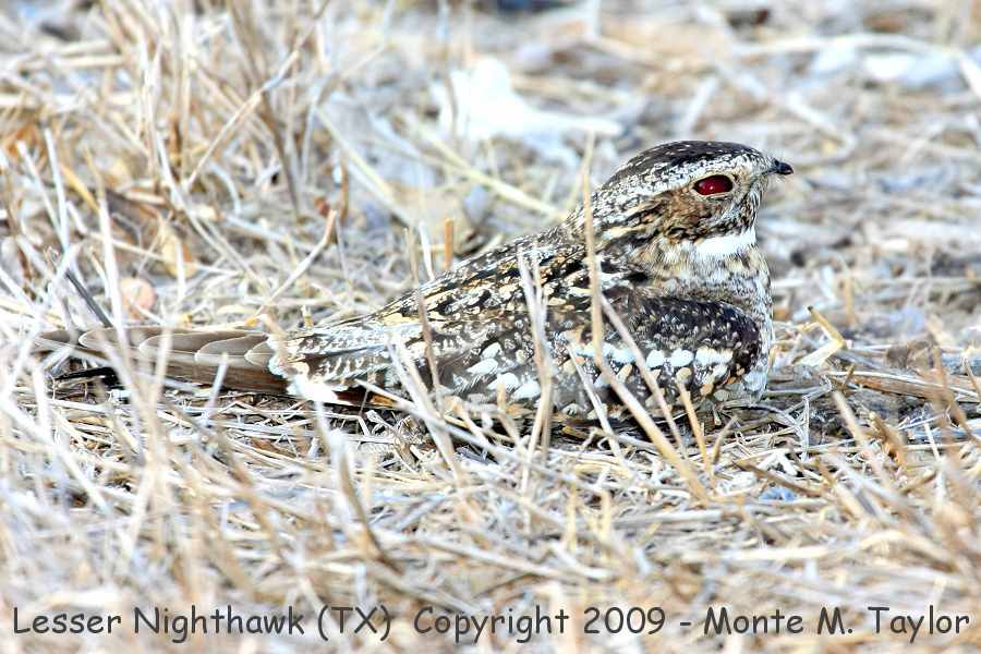 Lesser Nighthawk -spring male- (Texas)