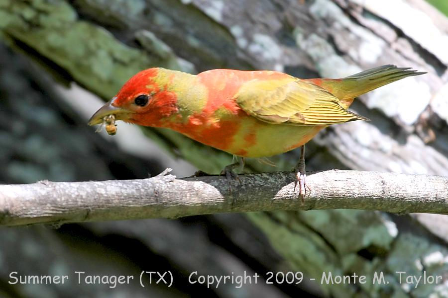 Summer Tanager -spring molting male- (Texas)