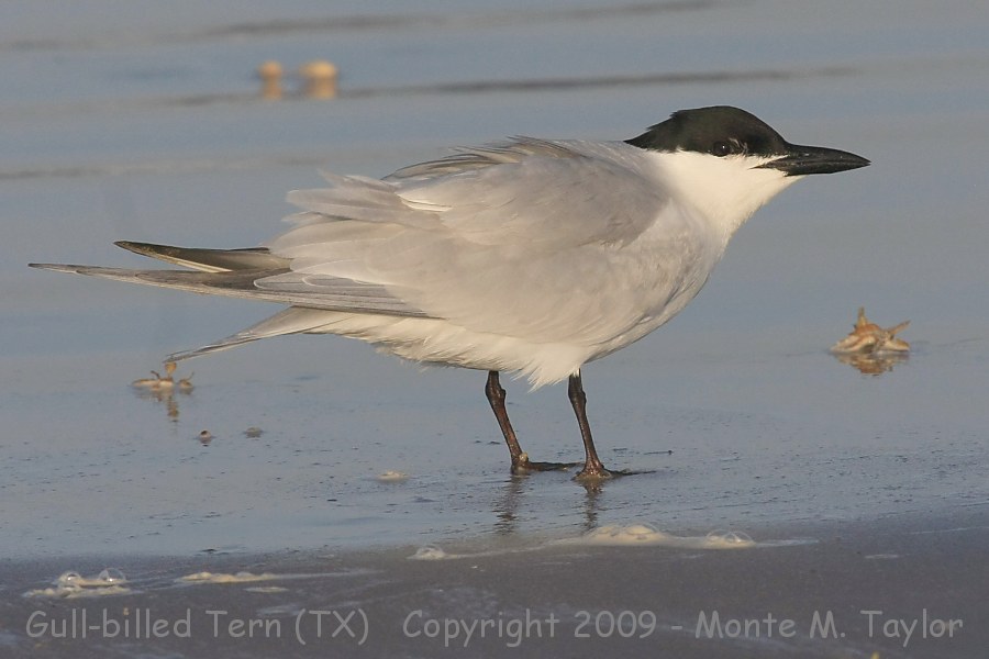 Gull-billed Tern -spring- (Texas)