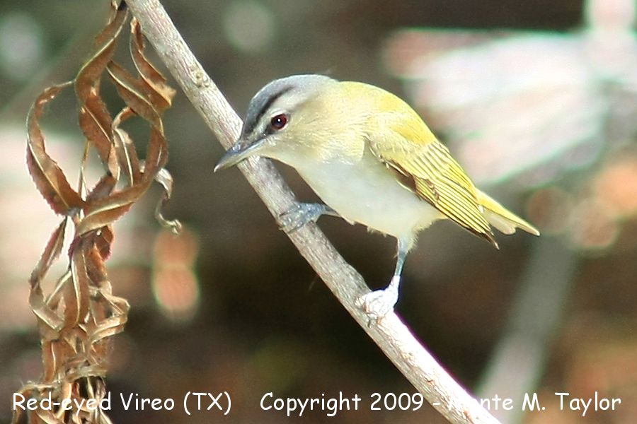 Red-eyed Vireo -spring- (Texas)