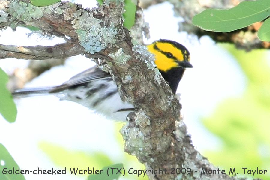 Golden-cheeked Warbler (Lost Maples State Natural Area, Texas)