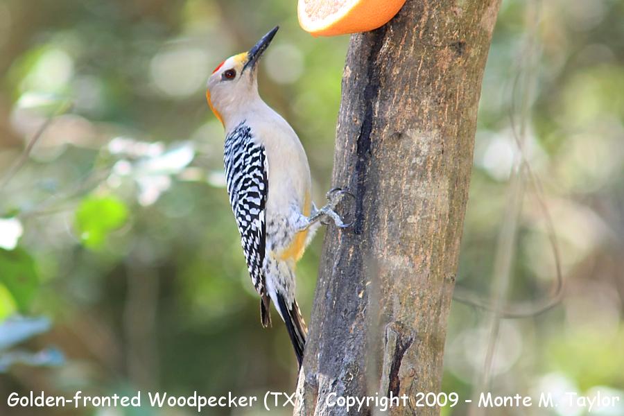 Golden-fronted Woodpecker -spring- (Texas)