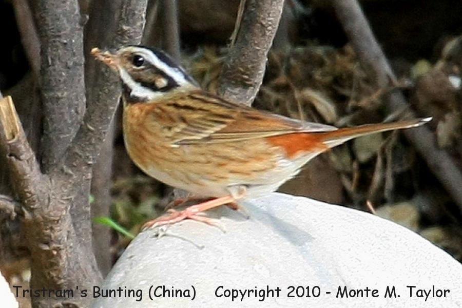 Tristram's Bunting -spring male- (Tianjin, China)