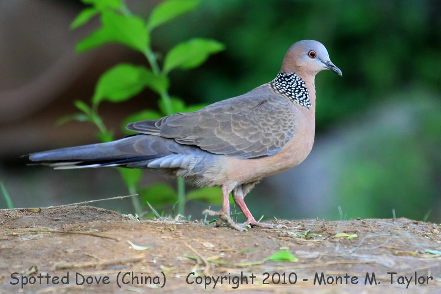 Spotted Dove -spring- (Tianjin, China)