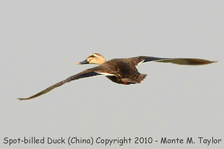 Spot-billed Duck -spring- (Qilihai Preserve, Tianjin, China)