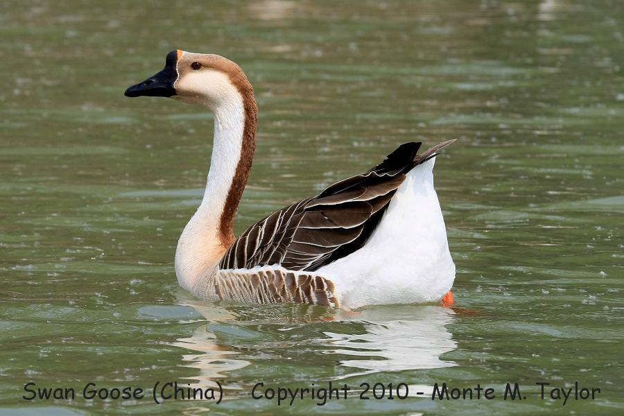 Swan Goose (domesticated hybrid w/Chinese Goose) -spring- (Tianjin, China)