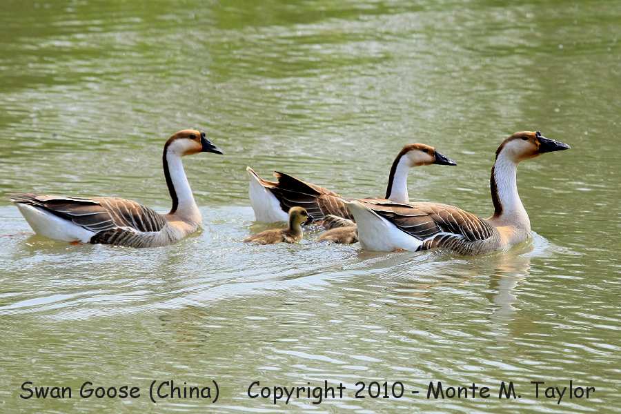 Swan Goose -spring- (Tianjin, China)
