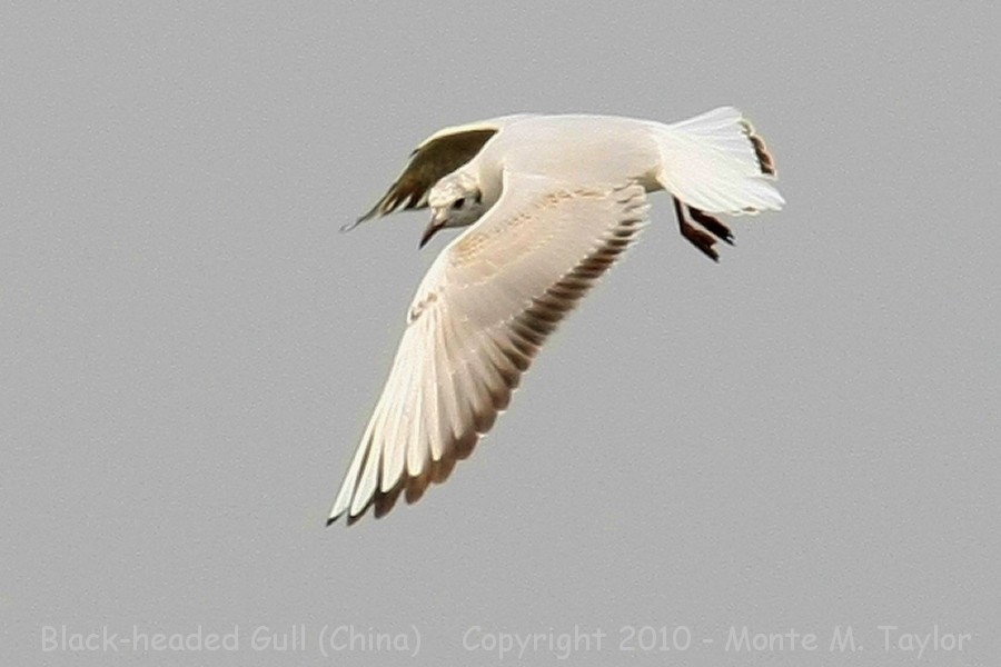 Common Black-headed Gull -spring- (Qilihai Preserve, Tianjin, China)