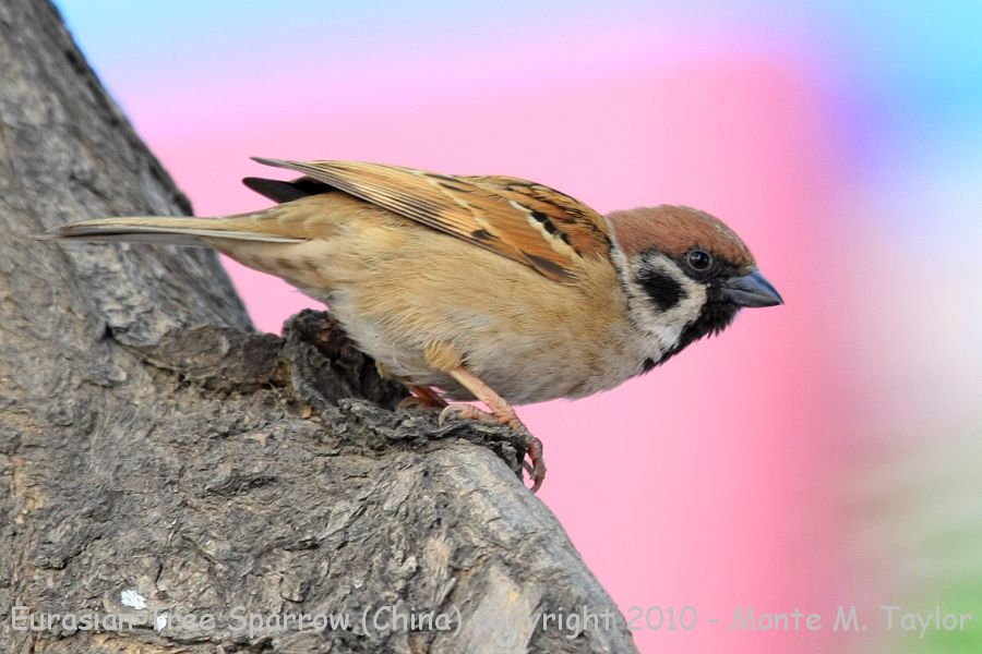 Eurasian Tree Sparrow -spring- (Tianjin, China)