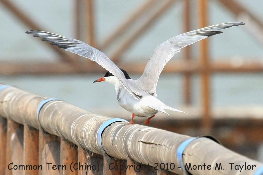 Common Tern -spring minussensis- (Qilihai Preserve, Tianjin, China)